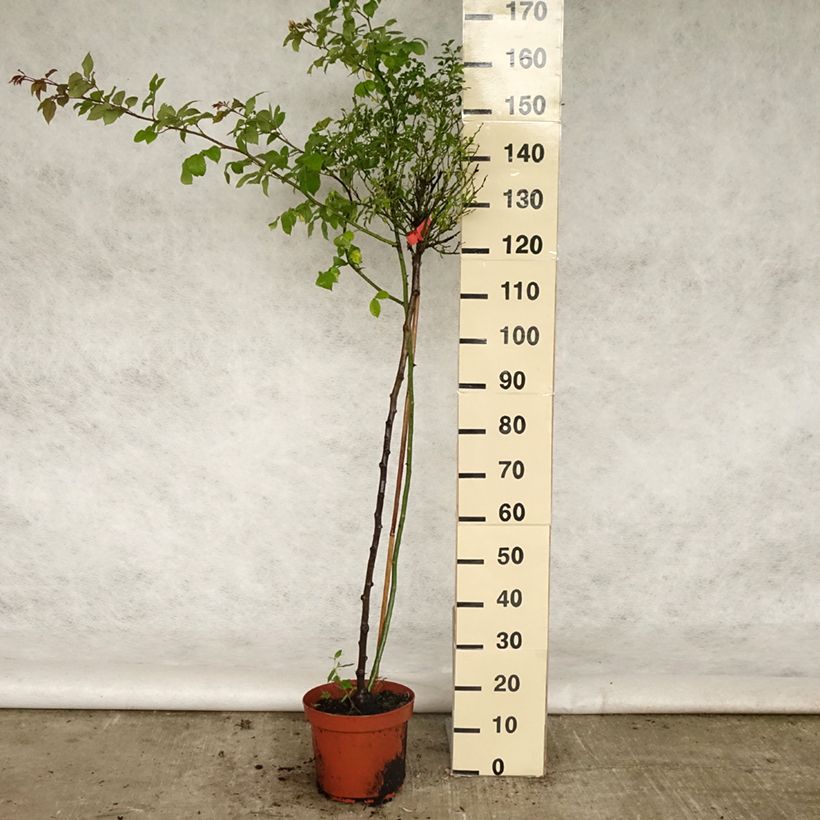 Rosal Décorosiers Isalia (Rosal de pie alto) Maceta 7,5L/10L, Tallo Ejemplar entregado en la primavera