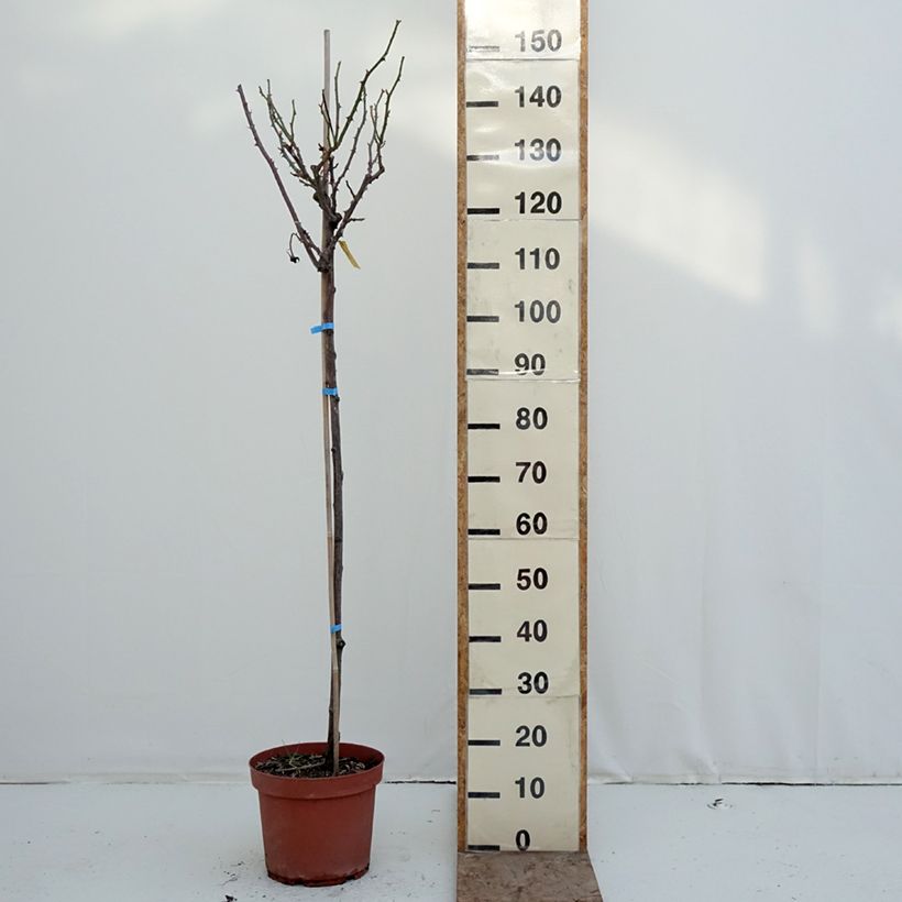 Rosal Dominica Intercomdoor (Rosal de pie alto) Maceta 7,5L/10L, Tallo Ejemplar entregado en invierno