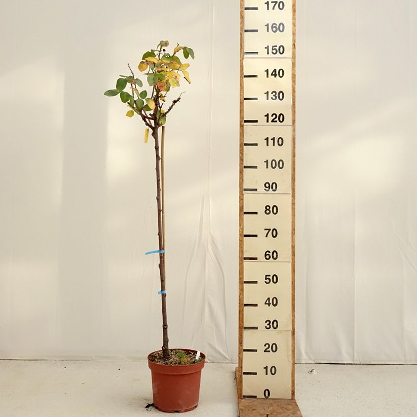 Ejemplar de Rosal Dominica Intercomdoor (Rosal de pie alto) Maceta 7,5L/10L, Tallo entregado en otoño