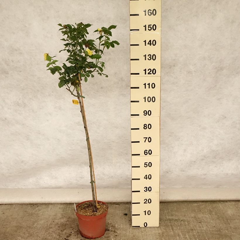 Ejemplar de Rosal Friesia Koresia (Rosal de pie alto) Maceta 7,5L/10L, Tallo entregado en verano