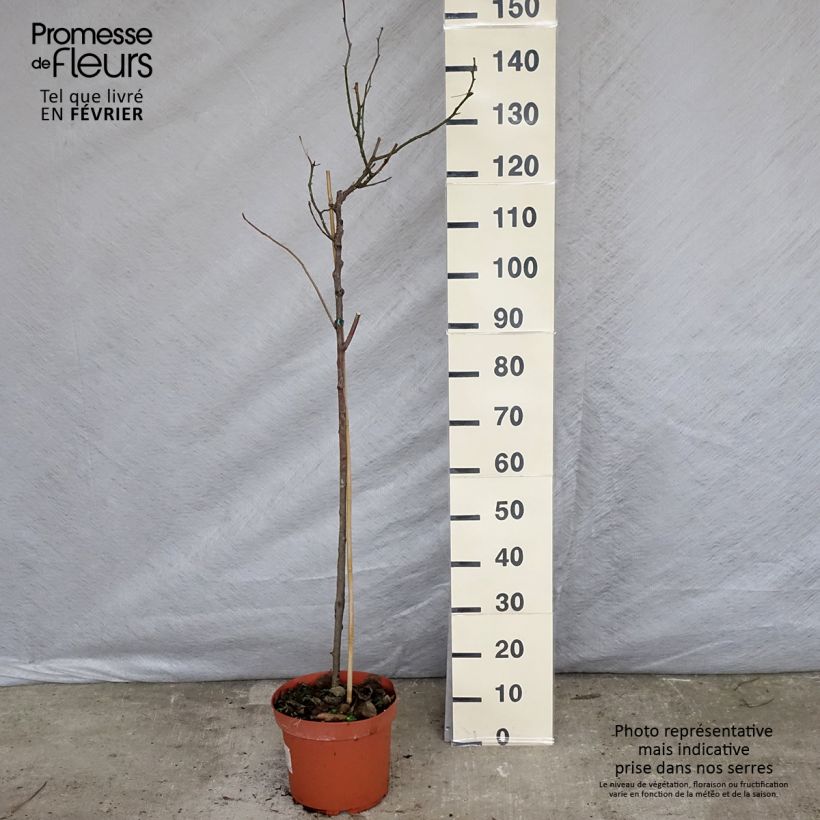 Rosal Friesia Koresia (Rosal de pie alto) Maceta 7,5L/10L Ejemplar entregado en invierno