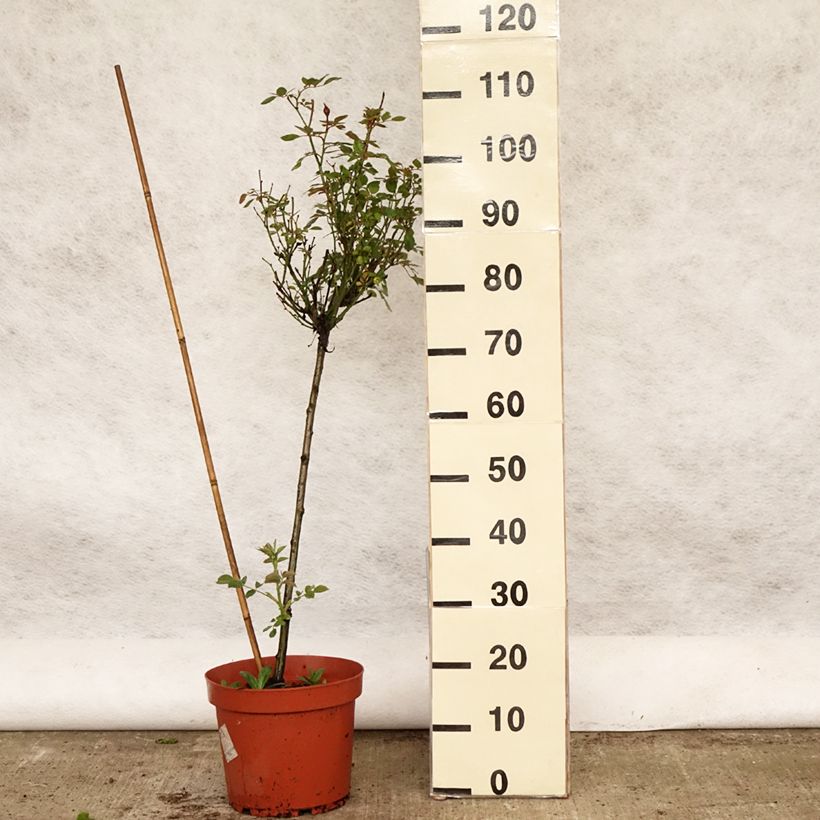 Rosal polyantha Global Hit (Rosal de pie alto) Maceta 4L/5L, Tallo Ejemplar entregado en la primavera