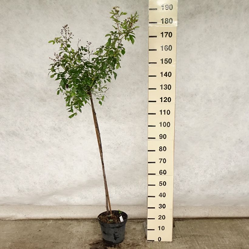 Ejemplar de Rosal Guirlande d'Amour (Rosal de pie alto) Maceta 7,5L/10L, Tallo entregado en verano