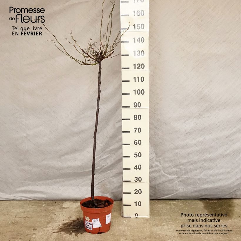 Rosal Guirlande d'Amour (Rosal de pie alto) Maceta 7,5L/10L Ejemplar entregado en invierno