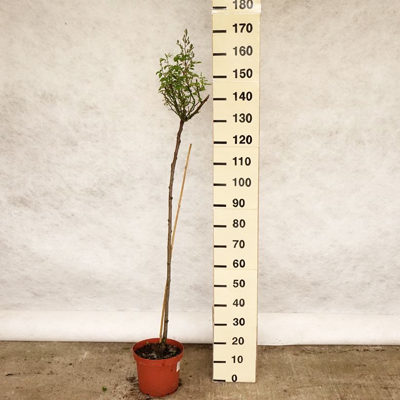 Rosal Guirlande d'Amour (Rosal de pie alto) Maceta 7,5L/10L, Tallo Ejemplar entregado en la primavera