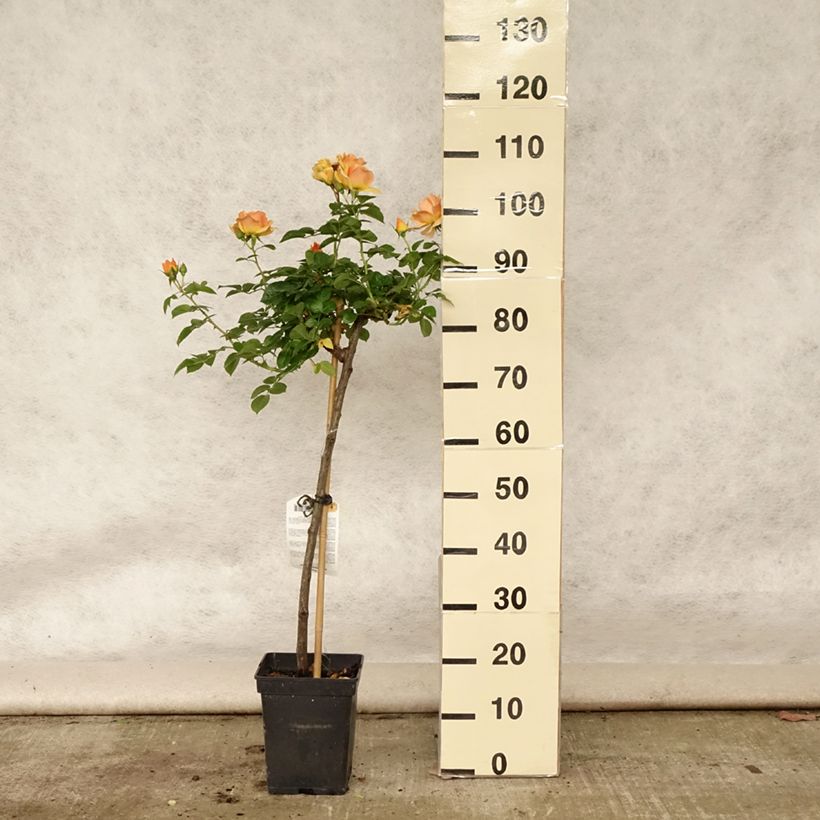Ejemplar de Rosal Hansestadt Rostock (Rosal de pie alto) Maceta 4L/5L, Tallo entregado en verano