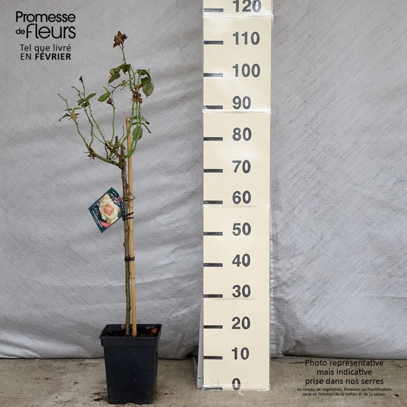 Rosal Hansestadt Rostock (Rosal de pie alto) Maceta 4L/5L Ejemplar entregado en invierno