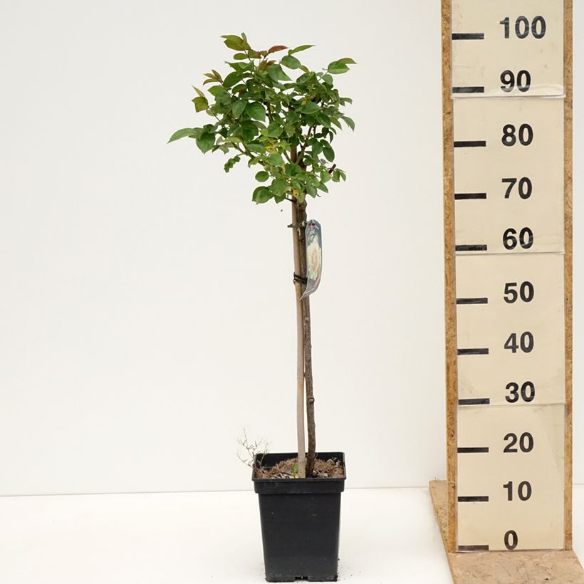 Rosal Hansestadt Rostock (Rosal de pie alto) Maceta 4L/5L, Tallo Ejemplar entregado en la primavera