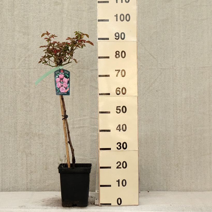 Rosal polyantha Heidi Klum (Rosal de pie alto) Maceta 7,5L/10L, Tallo Ejemplar entregado en la primavera