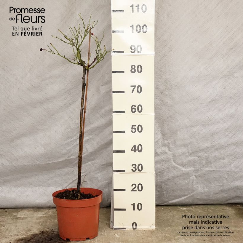 Rosal polyantha Honeymilk (Rosal de pie alto) Maceta 7,5L/10L Ejemplar entregado en invierno