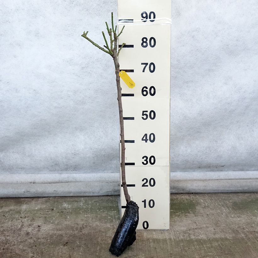 Rosal Iceberg (Rosal de pie alto) Raíces desnudas, Tallo Ejemplar entregado en invierno
