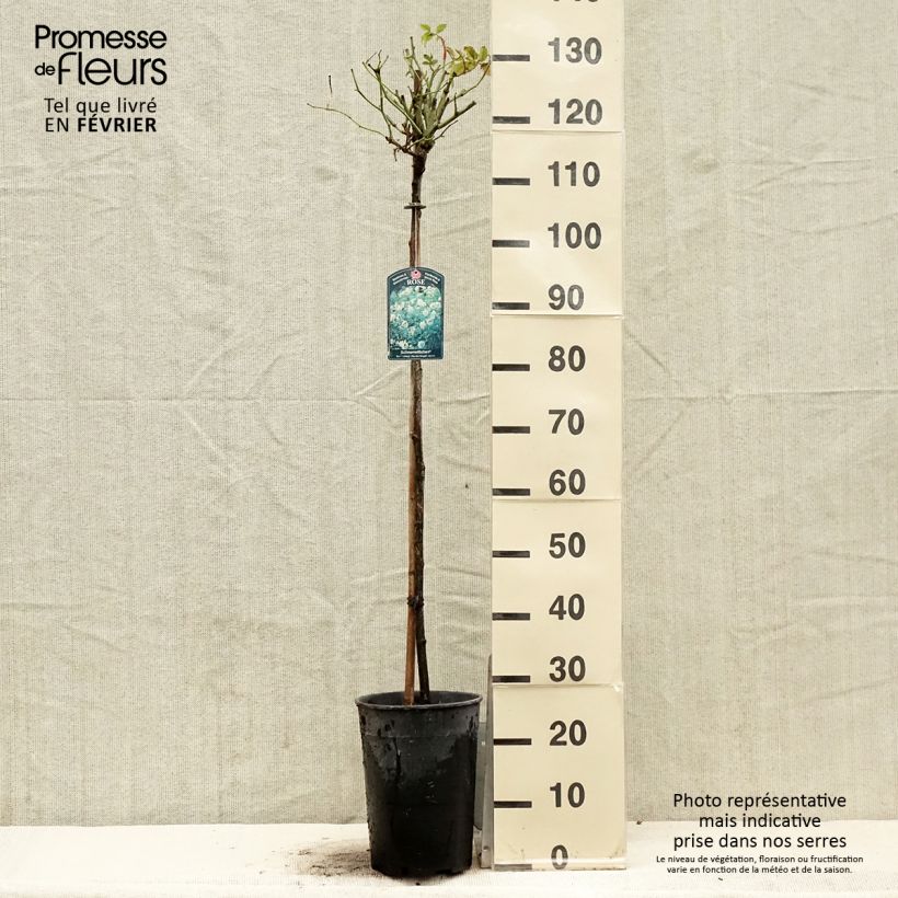 Rosal Iceberg (Rosal de pie alto) Maceta 7,5L/10L Ejemplar entregado en invierno