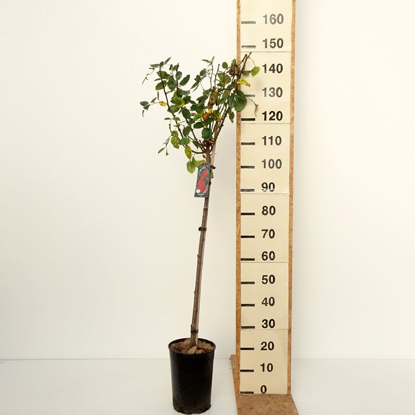 Ejemplar de Rosal Ingrid Bergman (Rosal de pie alto) Maceta 7,5L/10L, Tallo entregado en otoño