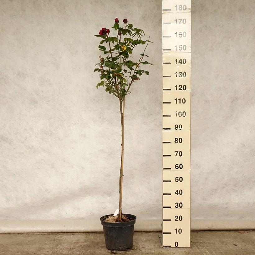 Ejemplar de Rosal Ingrid Bergman (Rosal de pie alto) Maceta 7,5L/10L, Tallo entregado en verano
