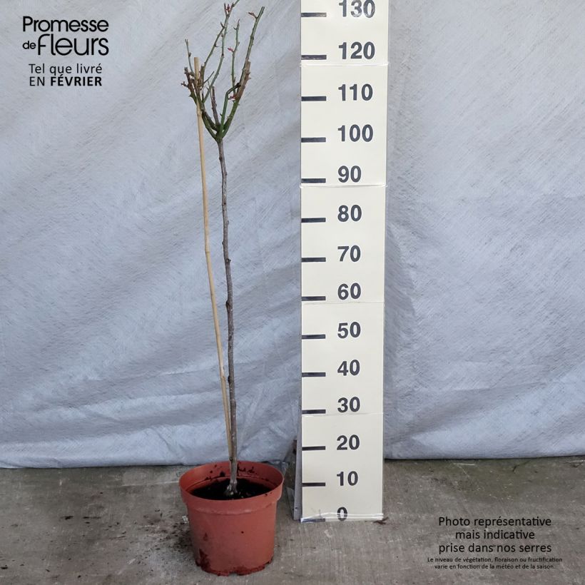 Rosal Ingrid Bergman (Rosal de pie alto) Maceta 7,5L/10L, Tallo Ejemplar entregado en invierno