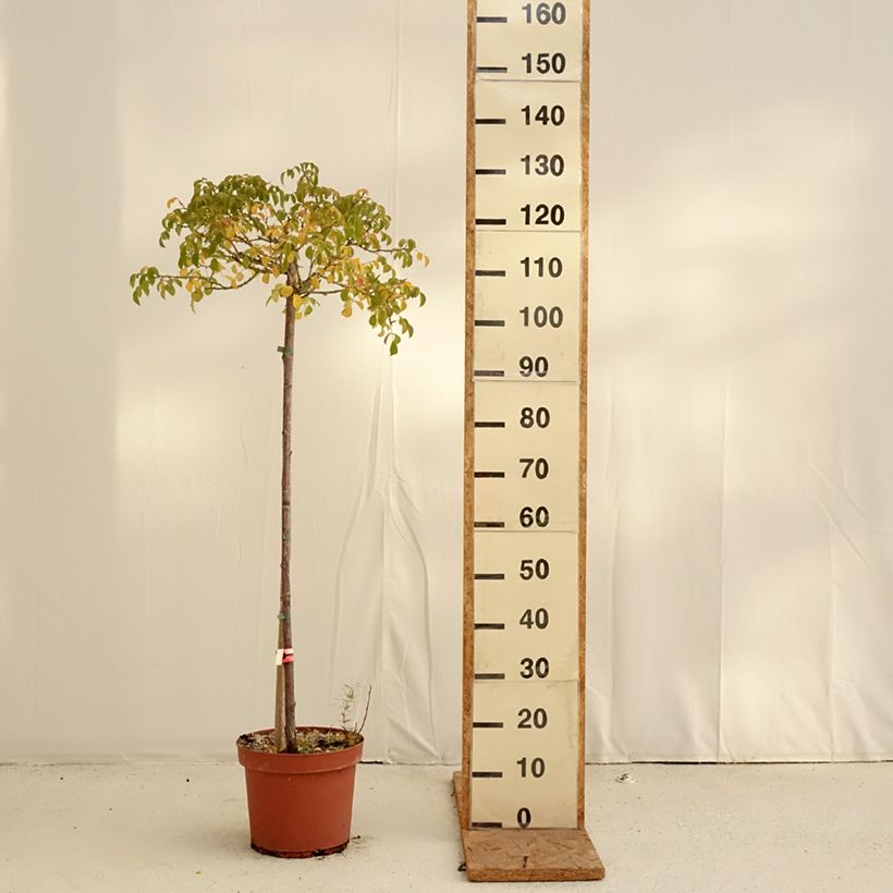 Ejemplar de Rosal Decorosier Kadora (Rosal de pie alto) Maceta 7,5L/10L, Tallo entregado en otoño