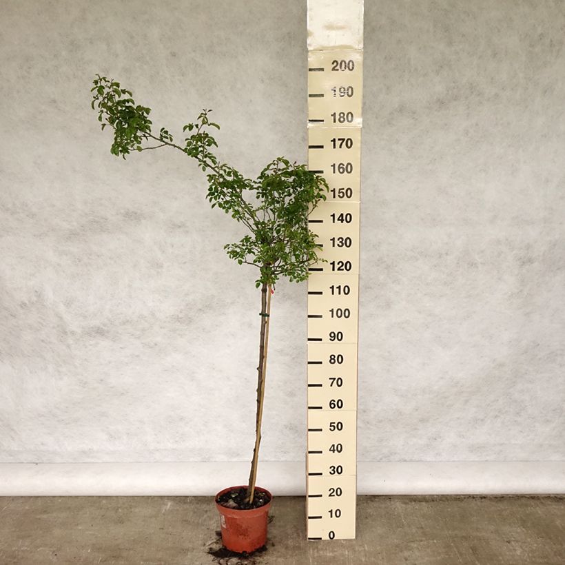 Rosal Decorosier Kadora (Rosal de pie alto) Maceta 7,5L/10L, Tallo Ejemplar entregado en la primavera