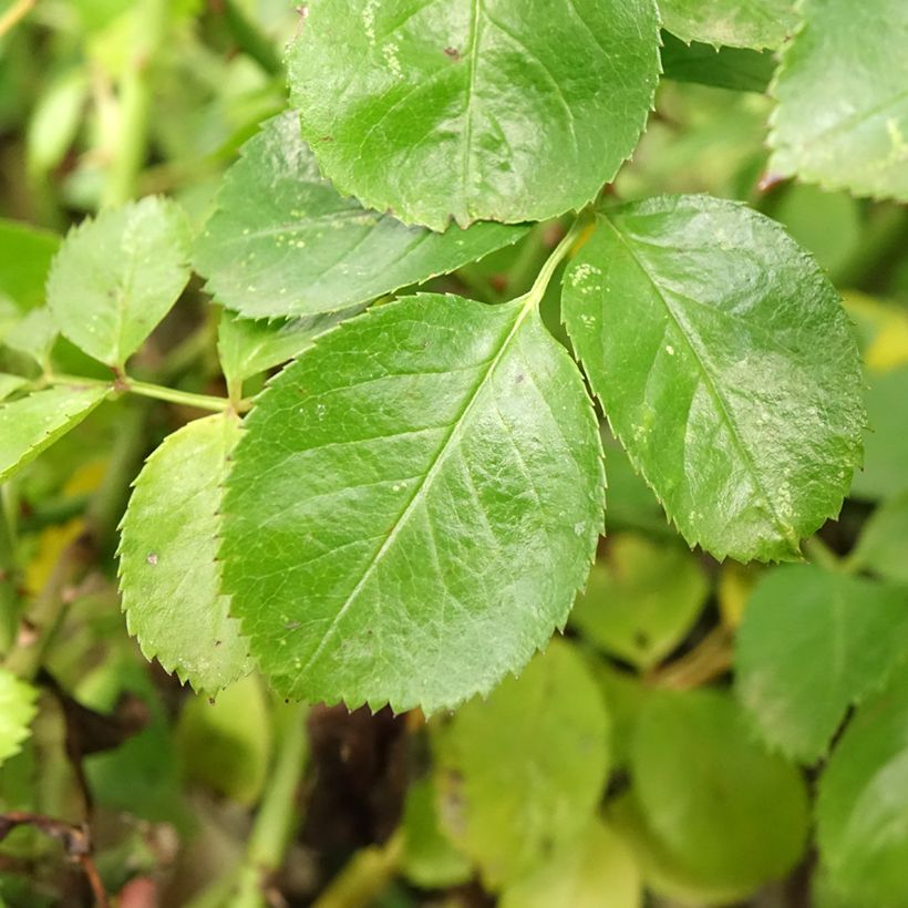 Rosal Decorosier Kadora (Rosal de pie alto) (Follaje)