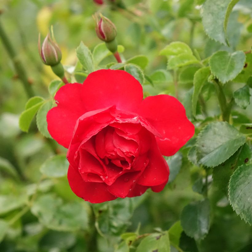 Rosal Decorosier Kadora (Rosal de pie alto) (Floración)