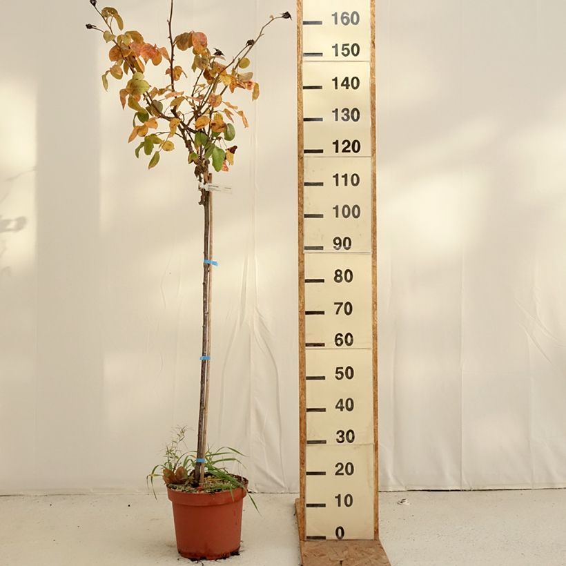 Ejemplar de Rosal Landora (Rosal de pie alto) Maceta 7,5L/10L, Tallo entregado en otoño