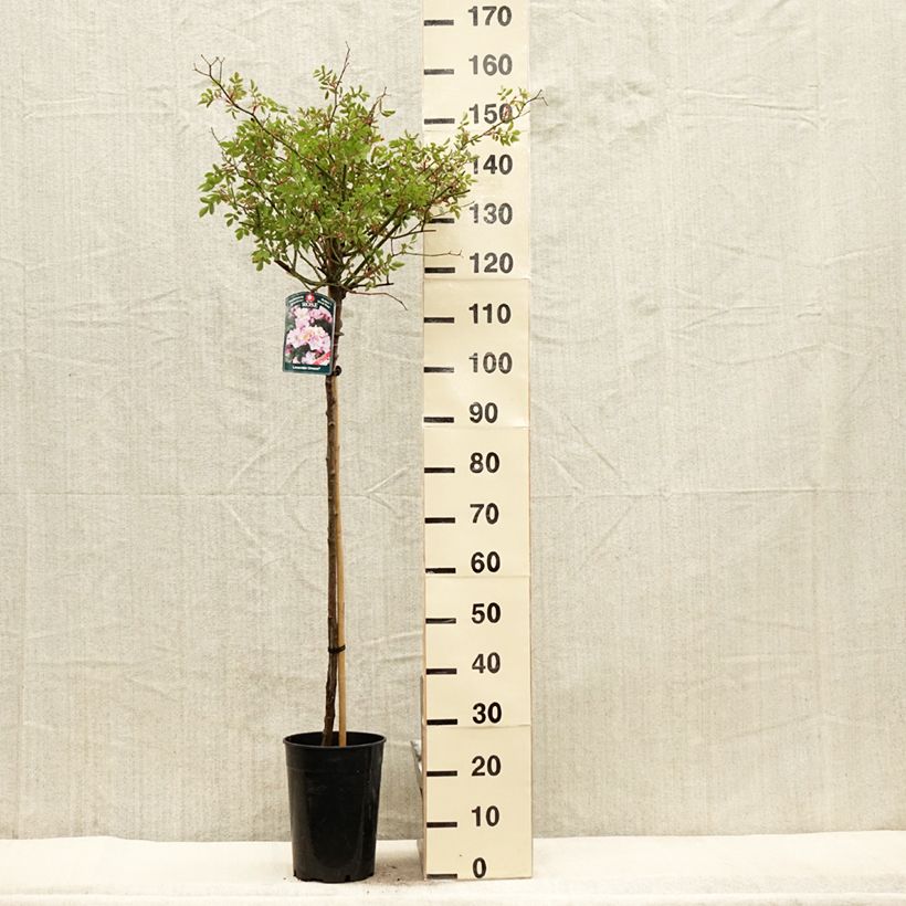 Rosal Lavender Dream (Rosal de pie alto) Maceta 7,5L/10L, Tallo Ejemplar entregado en la primavera
