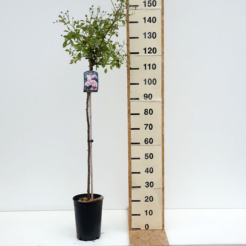 Ejemplar de Rosal Lavender Dream (Rosal de pie alto) Maceta 7,5L/10L, Tallo entregado en verano
