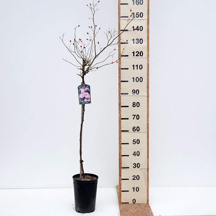 Ejemplar de Rosal Lavender Dream (Rosal de pie alto) Maceta 7,5L/10L, Tallo entregado en otoño