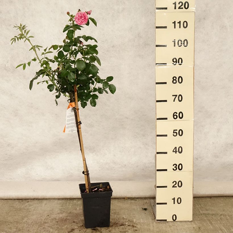 Ejemplar de Rosal Leonardo da Vinci (Rosal de pie alto) Maceta 4L/5L, Tallo entregado en verano