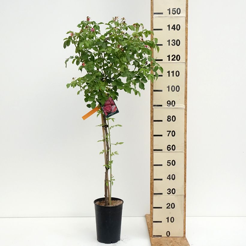 Ejemplar de Rosal Leonardo da Vinci (Rosal de pie alto) Maceta 7,5L/10L entregado en verano