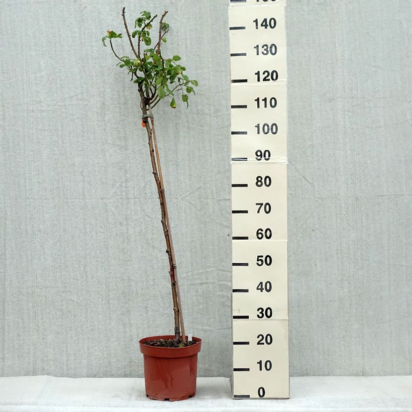 Ejemplar de Rosal Line Renaud (Rosal de pie alto) Maceta 7,5L/10L, Tallo entregado en otoño