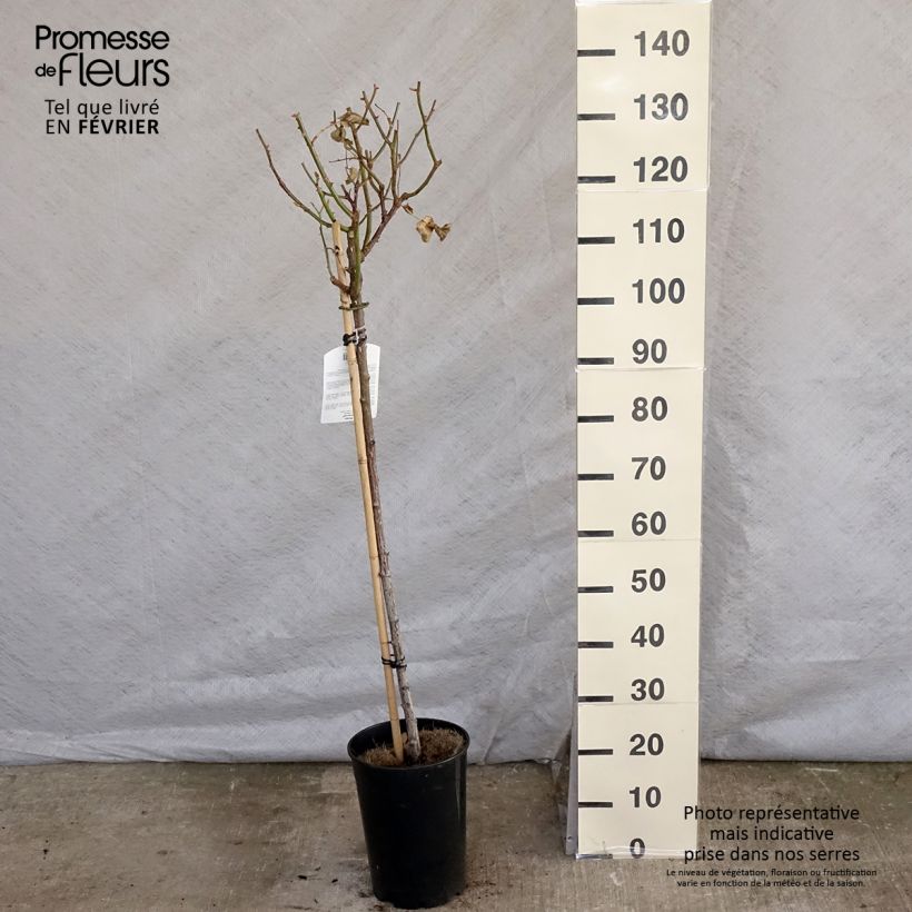 Rosal Minerva (Rosal de pie alto) Maceta 7,5L/10L, Tallo Ejemplar entregado en invierno