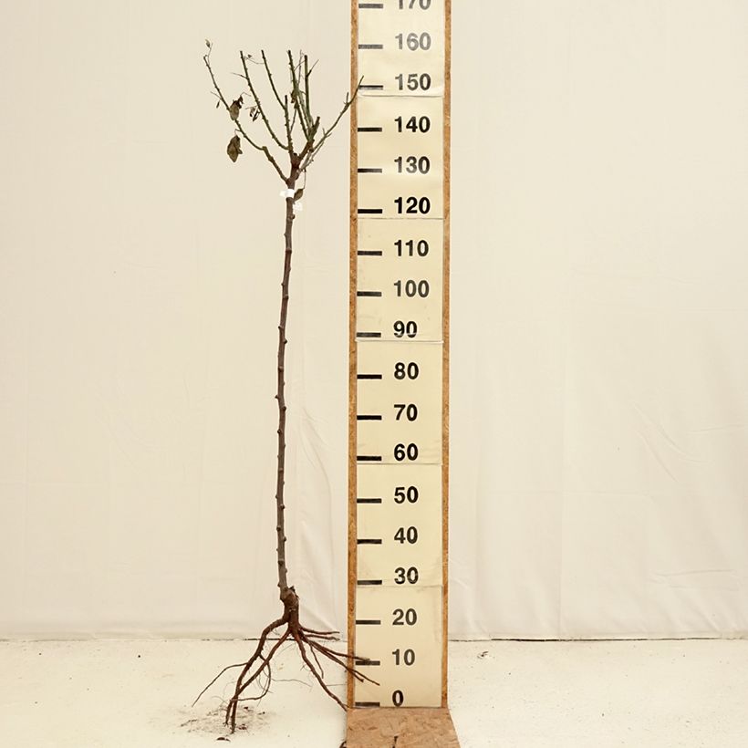 Rosal Mister Lincoln (Rosal de pie alto) Raíces desnudas Ejemplar entregado en invierno