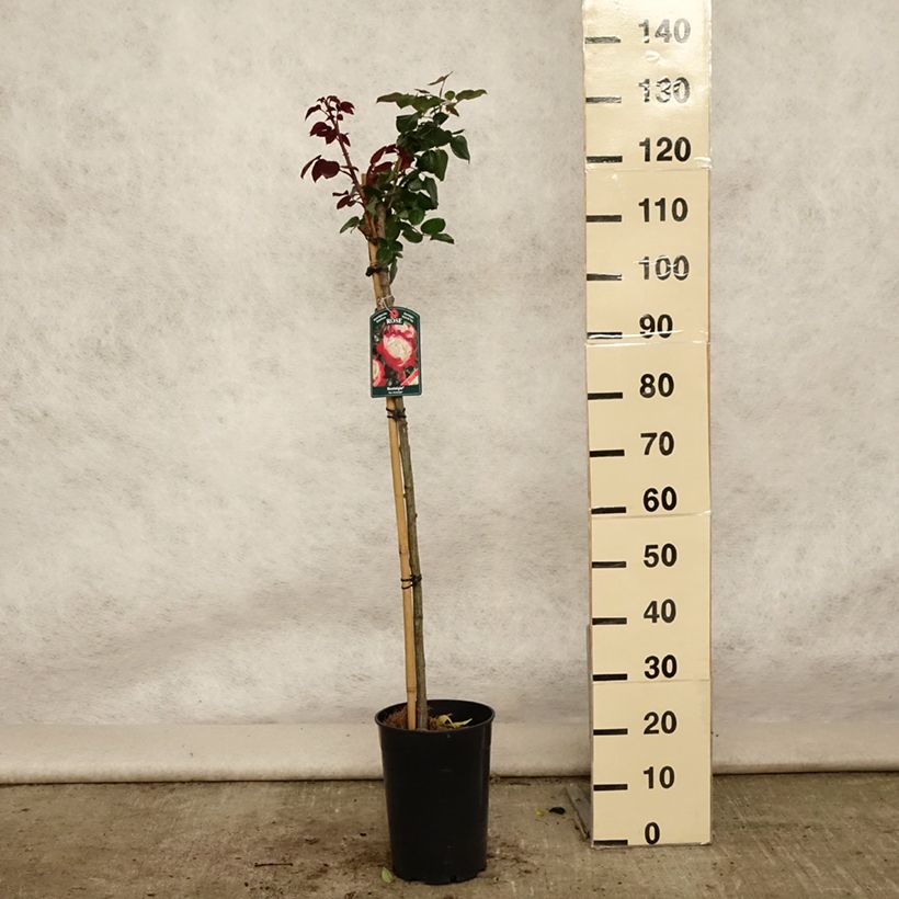 Ejemplar de Rosal Nostalgie (Rosal de pie alto) Maceta 6L/7L, Tallo entregado en verano