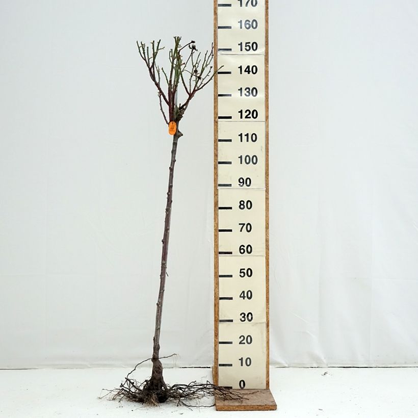 Rosal Oriental Peace (Rosal de pie alto) Raíces desnudas, Tallo Ejemplar entregado en invierno