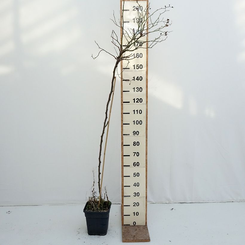 Rosal Scarlet Meillandecor (Rosal de pie alto) Maceta 7,5L/10L Ejemplar entregado en invierno