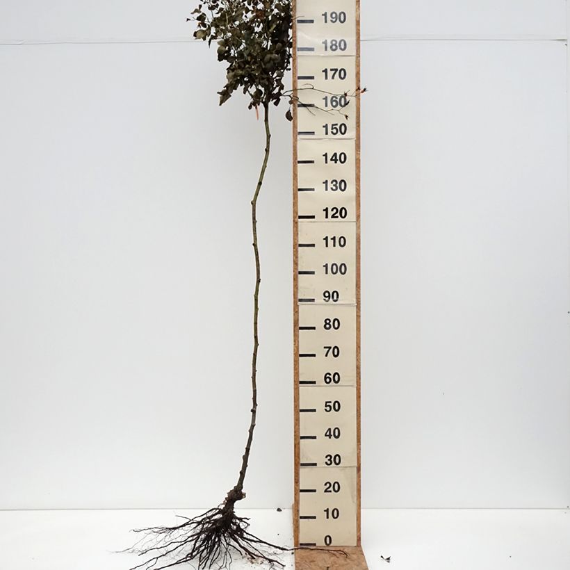 Rosal Scarlet Meillandecor (Rosal de pie alto) Raíces desnudas Ejemplar entregado en invierno