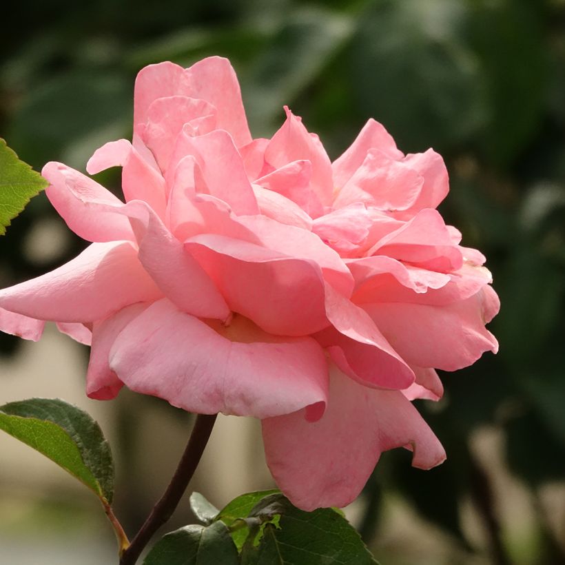 Rosal Queen Elisabeth (Rosal de pie alto) (Floración)