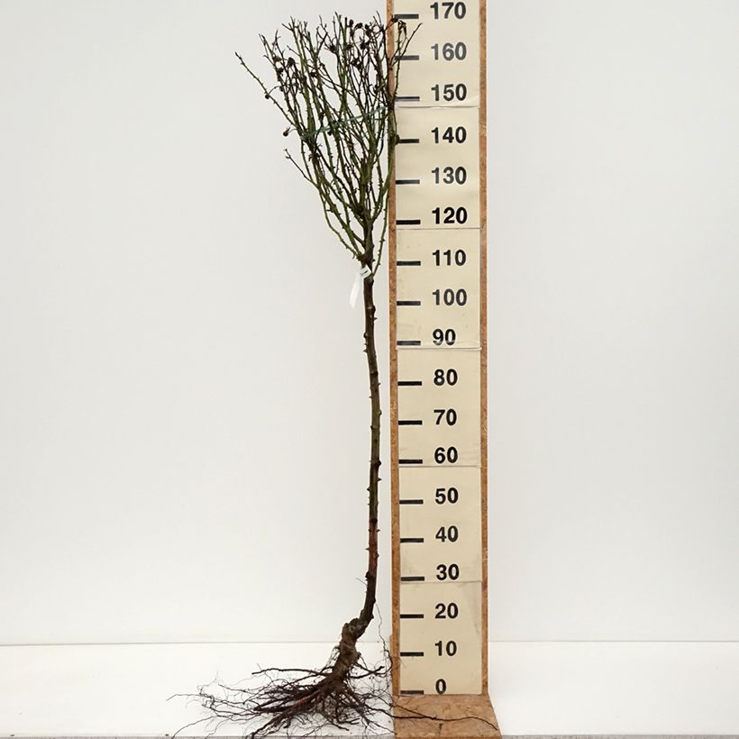 Rosal Rochemenier Village (Rosal de pie alto) Raíces desnudas Ejemplar entregado en invierno