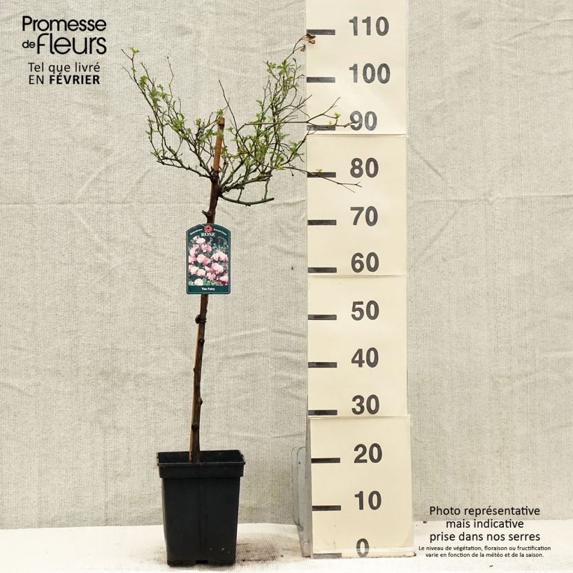 Rosal The Fairy (Rosal de pie alto) Maceta 7,5L/10L Ejemplar entregado en invierno