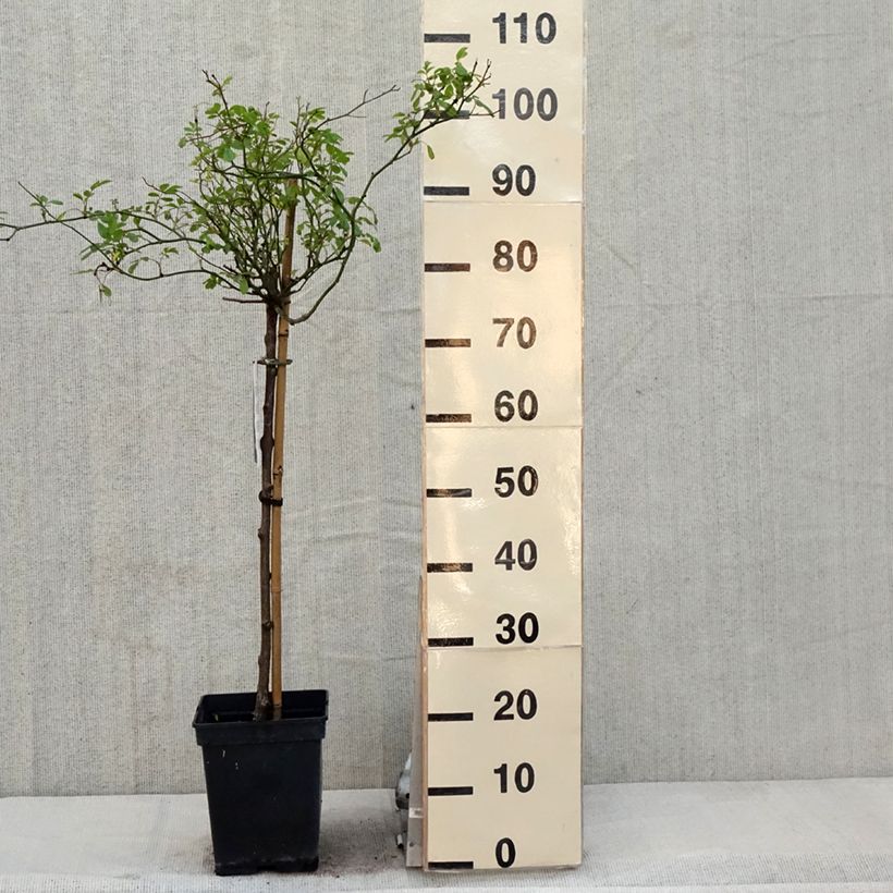 Rosal The Fairy (Rosal de pie alto) Maceta 7,5L/10L, Tallo Ejemplar entregado en la primavera