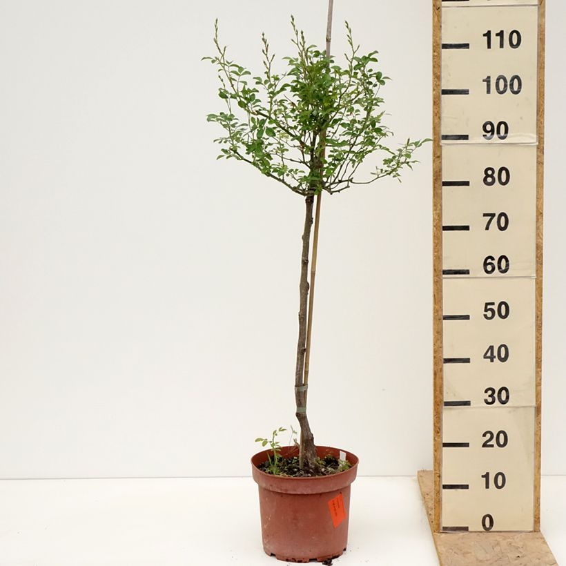 Rosal The Fairy (Rosal de pie alto) Maceta 4L/5L, Tallo Ejemplar entregado en la primavera