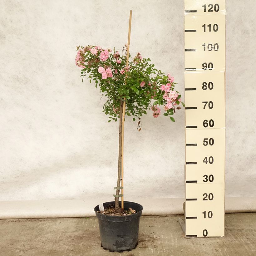 Ejemplar de Rosal The Fairy (Rosal de pie alto) Maceta 4L/5L, Tallo entregado en verano