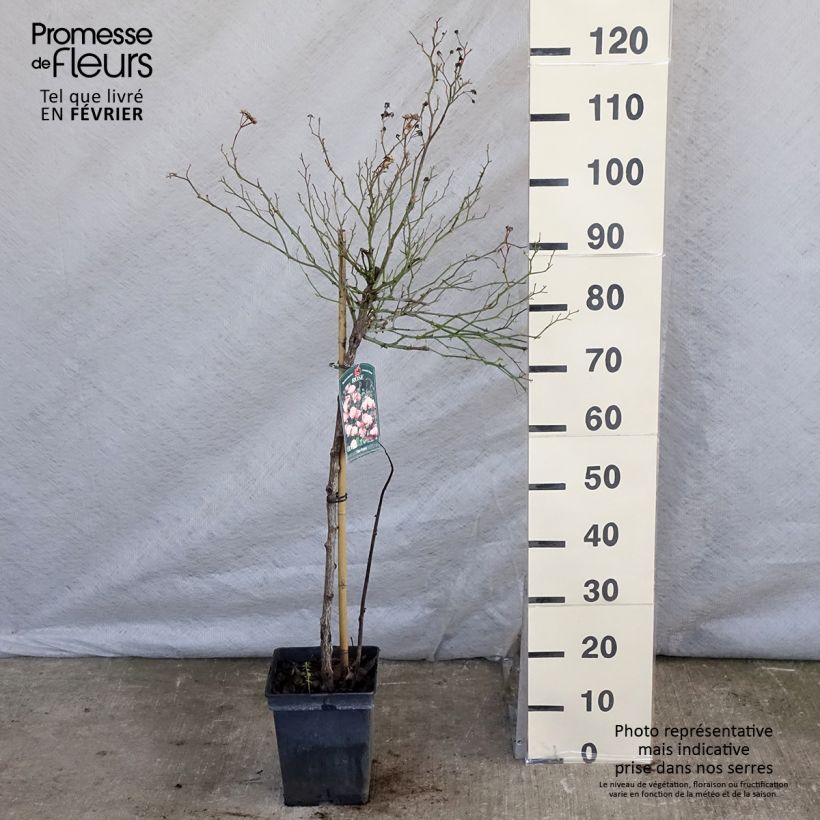 Rosal The Fairy (Rosal de pie alto) Maceta 4L/5L Ejemplar entregado en invierno