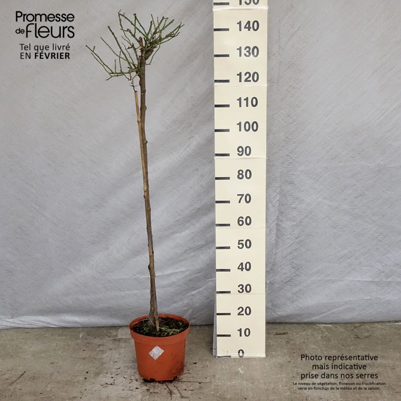 Rosal Toscana (Rosal de pie alto) Maceta 4L/5L, Tallo Ejemplar entregado en invierno
