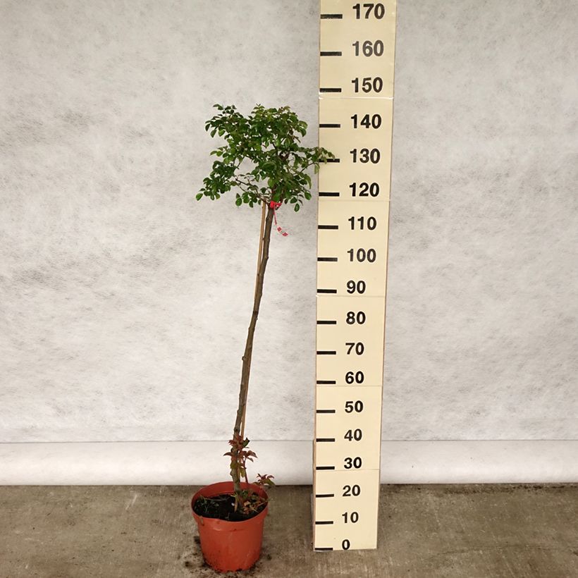 Rosal Toscana (Rosal de pie alto) Maceta 4L/5L, Tallo Ejemplar entregado en la primavera