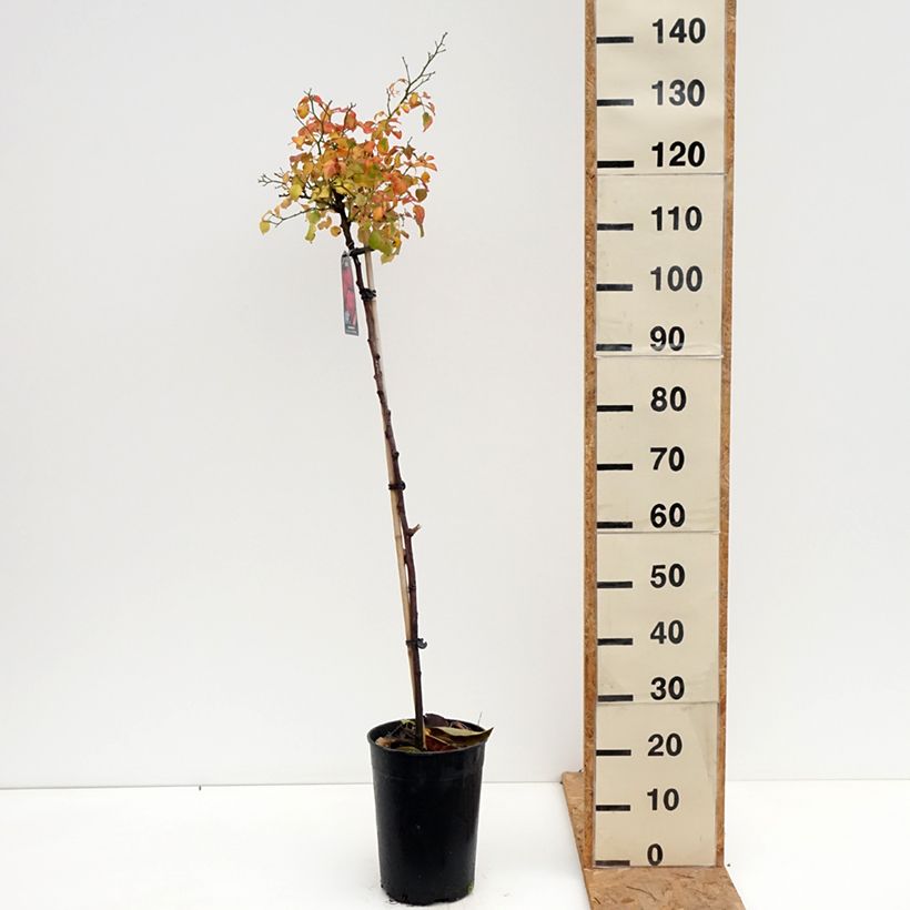 Ejemplar de Rosal Toscana (Rosal de pie alto) Maceta 4L/5L, Tallo entregado en otoño