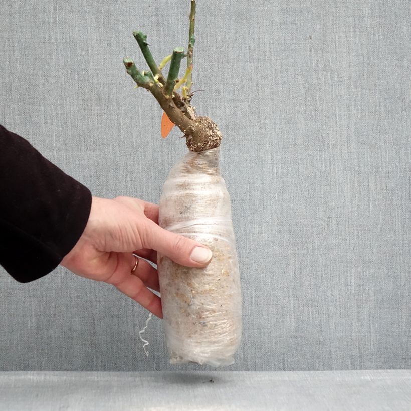 Rosal Urban Streetlight Phoenix Raíz desnuda Ejemplar entregado en invierno