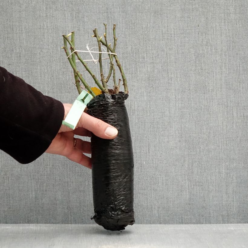 Rosal Urban Streetlight Rekord Cubana Raíz desnuda Ejemplar entregado en invierno