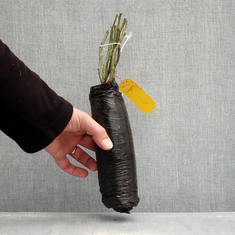 Rosal Urban Streetlight Rekord Sommerabend Raíz desnuda Ejemplar entregado en invierno