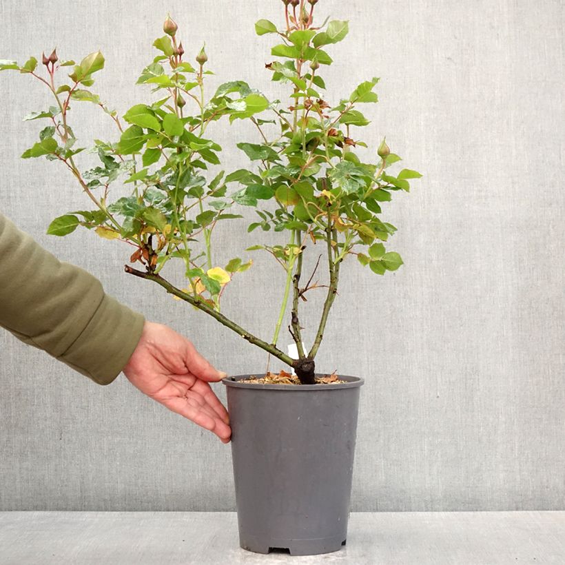 Rosal polyantha Urban Streetlight Sunmaid Maceta 3L/4L Ejemplar entregado en la primavera